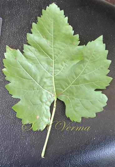  Leaf (Adaxial view)